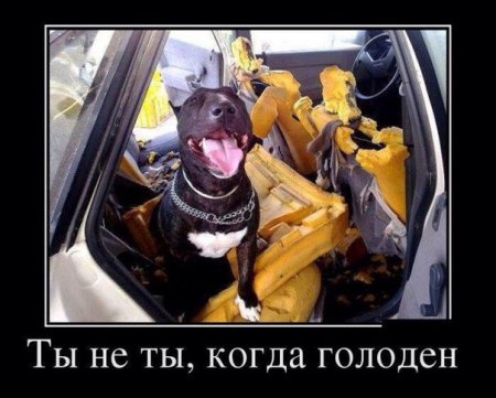 &#10067;Как же перевозить собак&#128054; в машине&#128664;? 