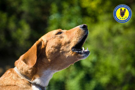 Что делать, если ваша собака лает?  Как утихомирить питомца?
