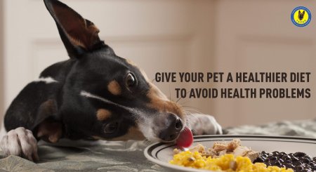 Можно ли кормить собаку едой с нашего стола?