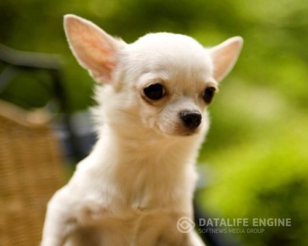 ДРЕССИРОВКА МАЛЕНЬКИХ СОБАК: http://www.taran63.ru  Маленькие породы собак