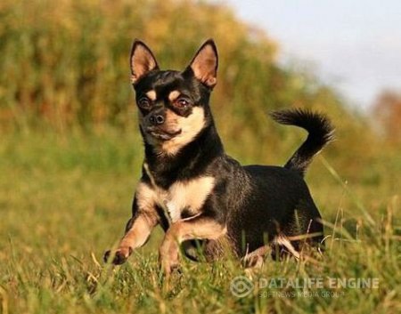 ДРЕССИРОВКА МАЛЕНЬКИХ СОБАК: http://www.taran63.ru  Маленькие породы собак