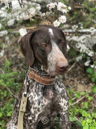 Дрессировка и обучение охотничьих собак в Самаре и Самарской области: http://www.taran63.ru
